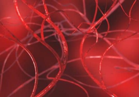 Blood vessels